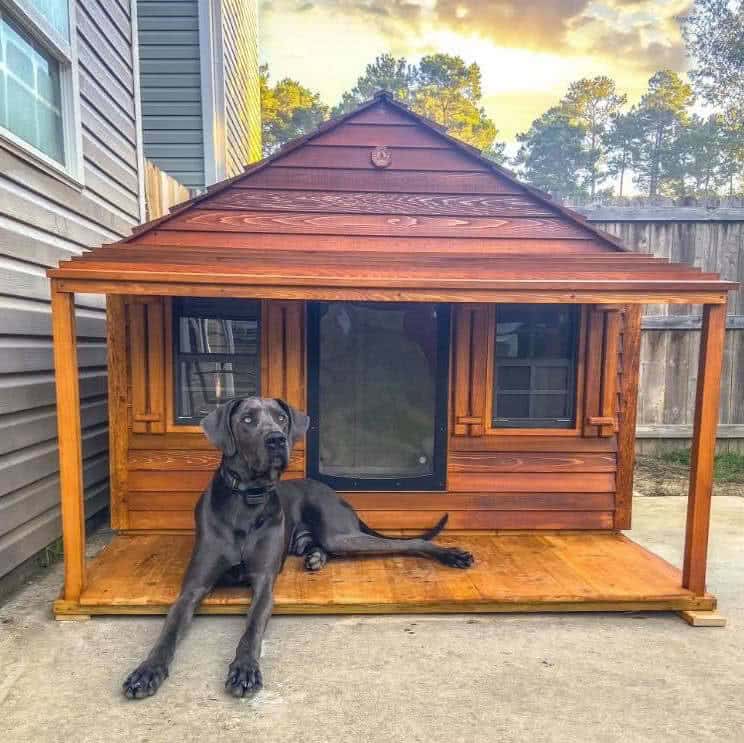 Oakley the Great Dane enjoying his Goliath dog house