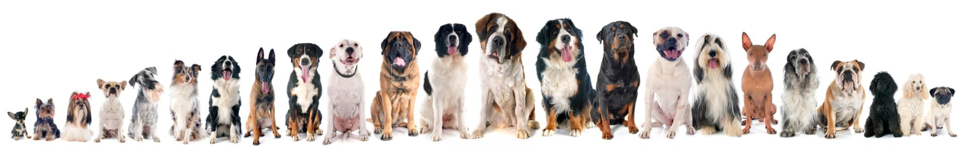 Dog House Size Formula - Custom Dog Houses for All Sized Dogs