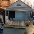 dog house testimonial