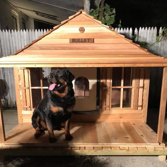 Bullet in front of his doghouse